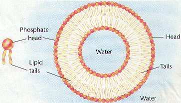 cellmembranes15